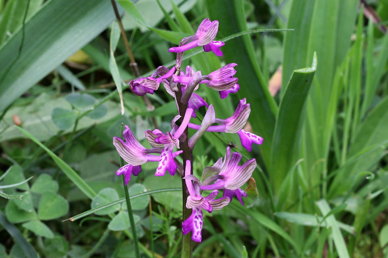 Anacamptis morio subsp. picta (Loisel.) Jacquet & Scappat.